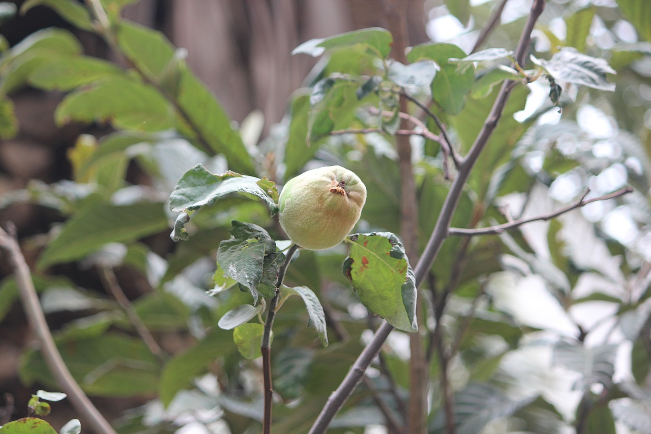 Image - plant quince fresh green nature