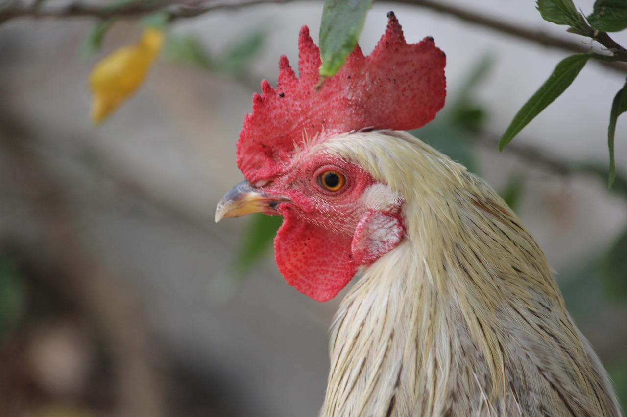 Image - rooster white young head farm