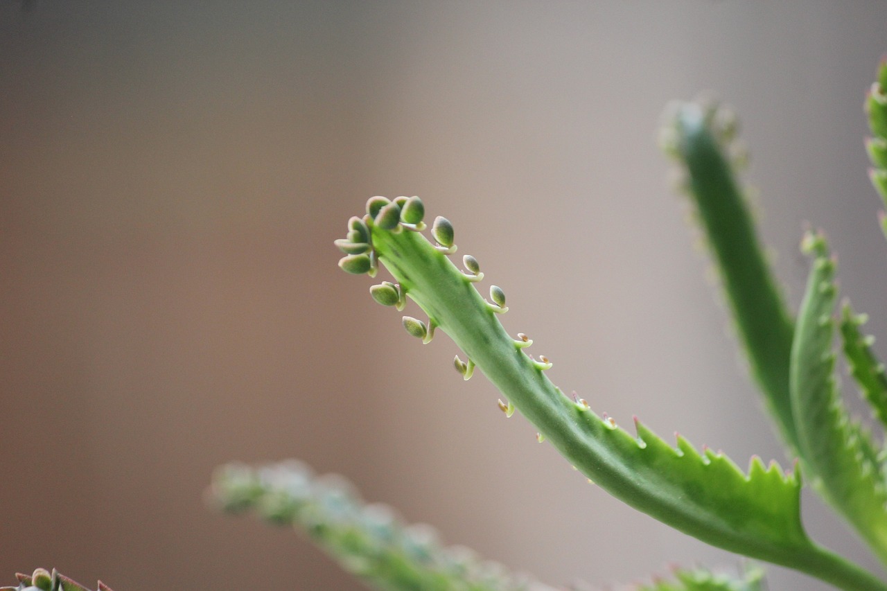 Image - plant domestic garden living home