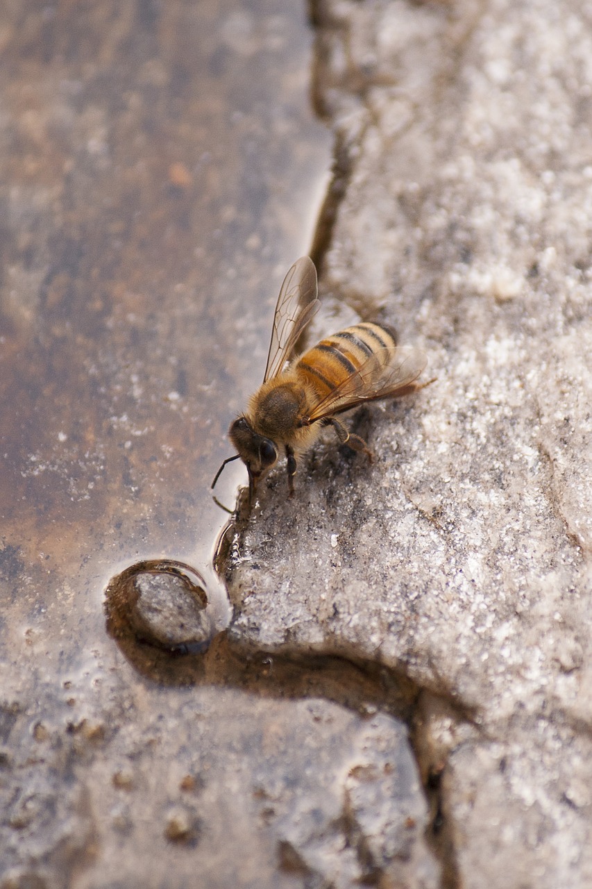 Image - bee insect nature water macro