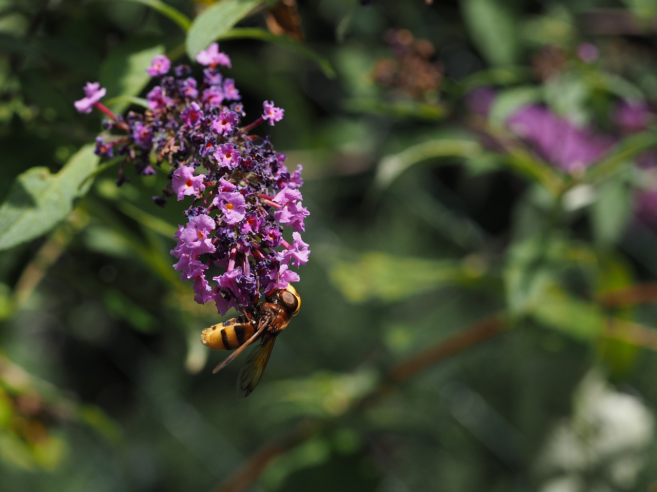 Image - lilac purple garden wasps fly