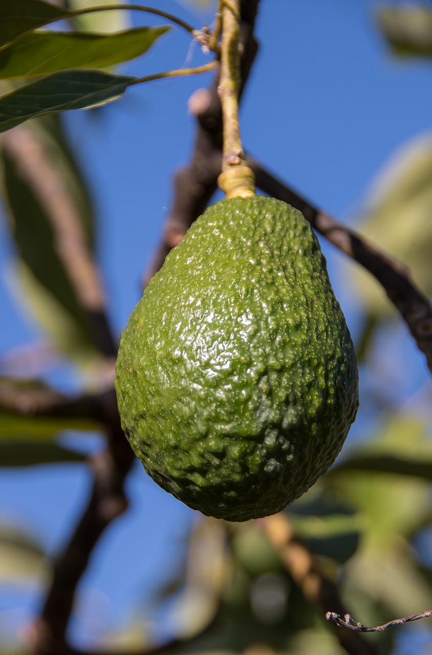 Image - hass avocado avocado fruit tree