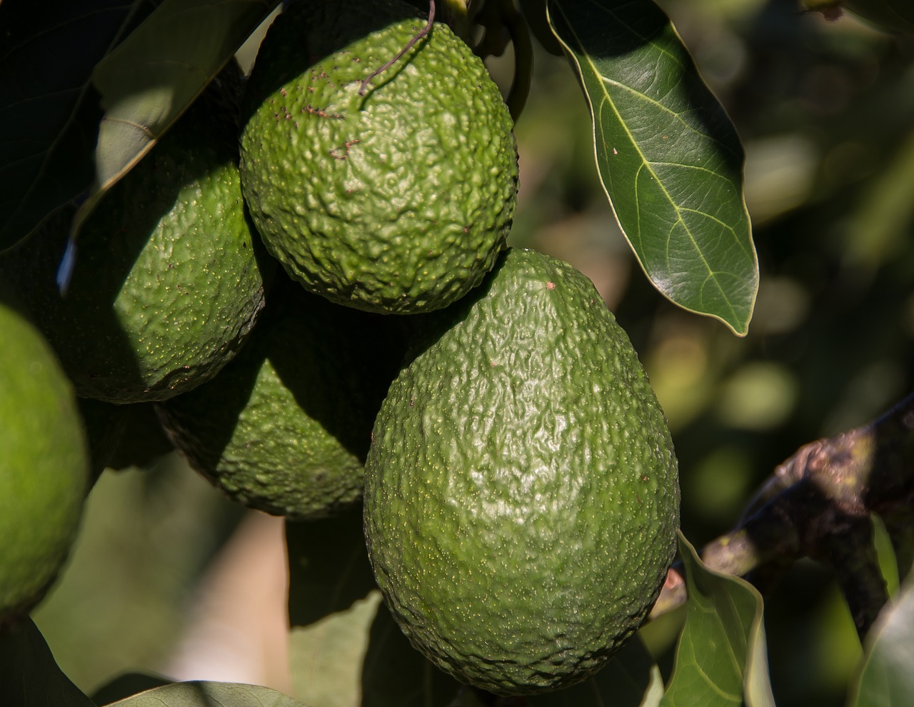 Image - hass avocado avocados fruit tree