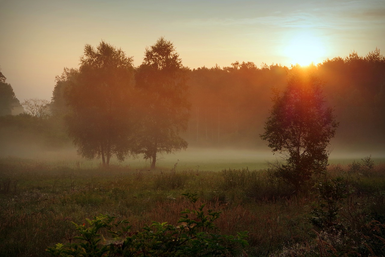 Image - dawn the fog forest polyana meadow
