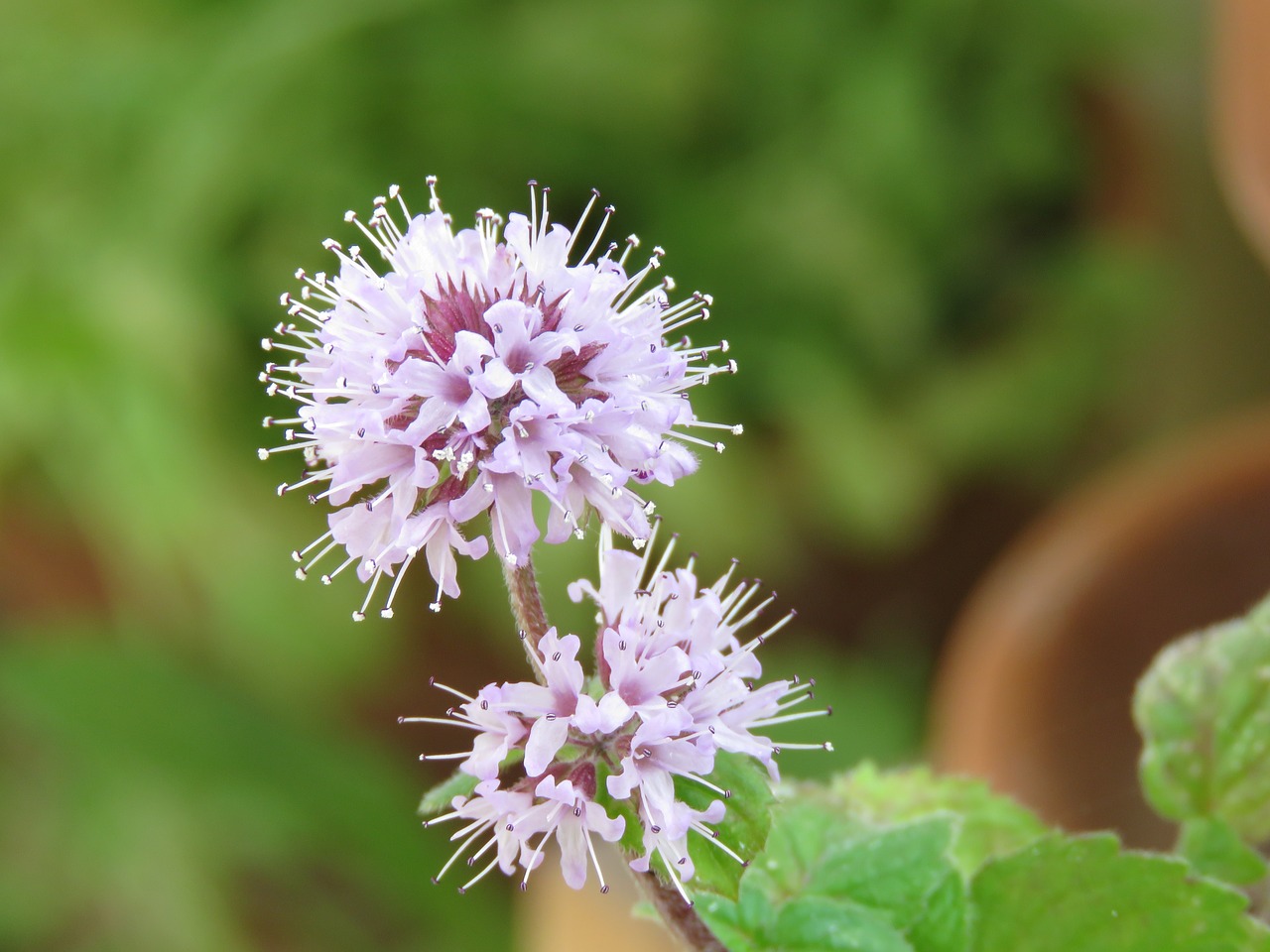 Image - mint flowering flower green summer