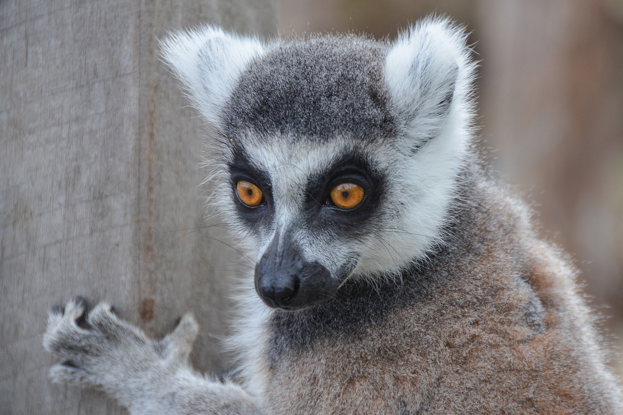Image - lemur animal wildlife madagascar