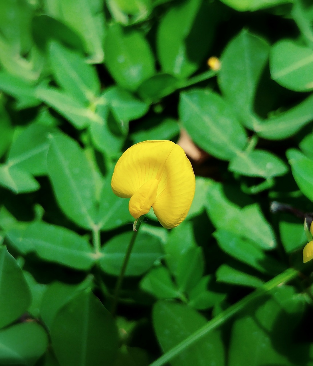 Image - flower yellow tiny plantation