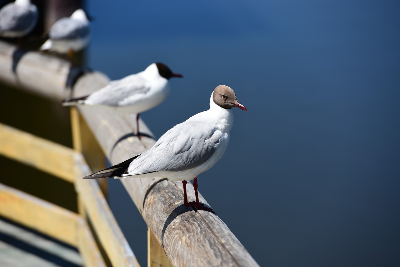 Image - in xinjiang swan lake lake gull