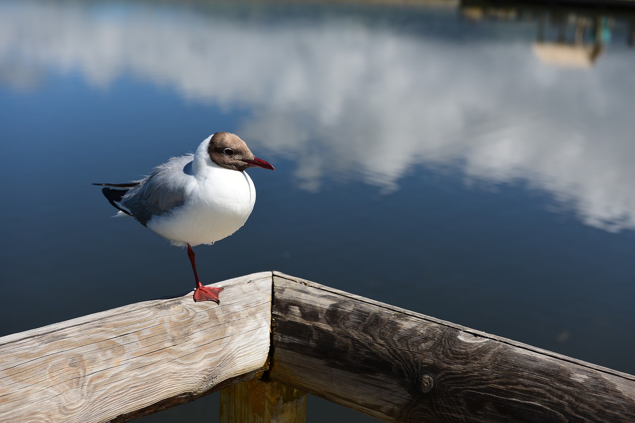 Image - in xinjiang swan lake lake gull