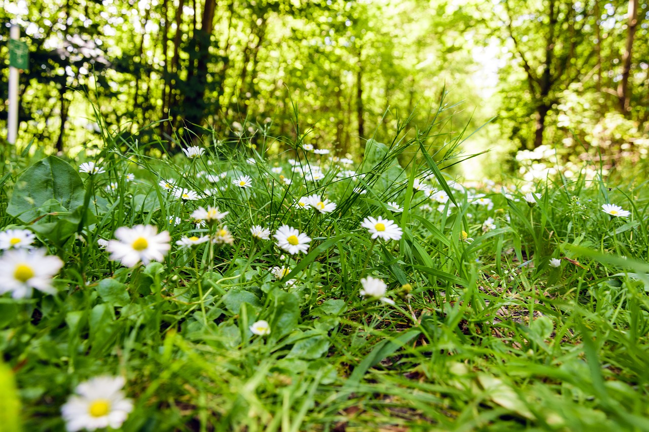 Image - forest summer light heart germany