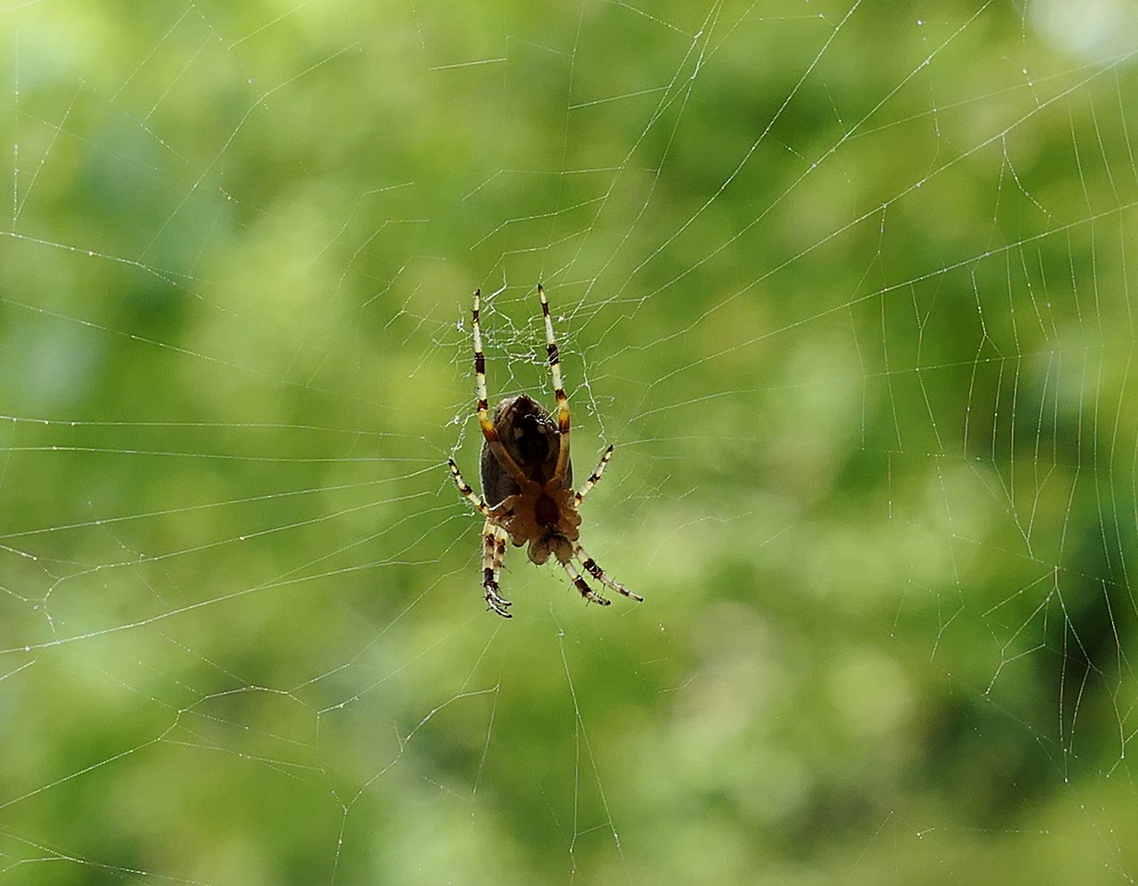 Image - legs garden insect spider morning