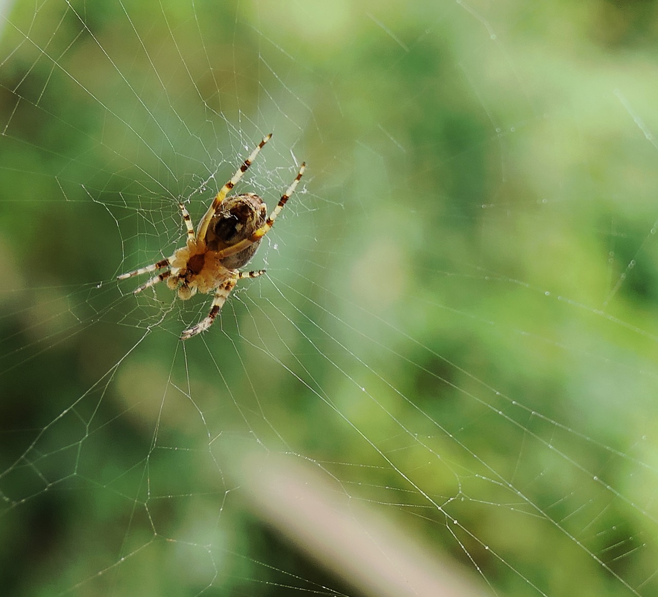 Image - legs garden insect spider morning