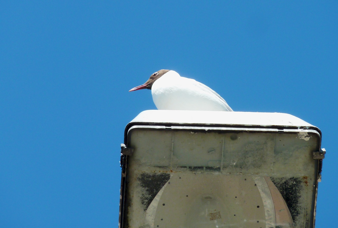 Image - gull bird feather natural beauty