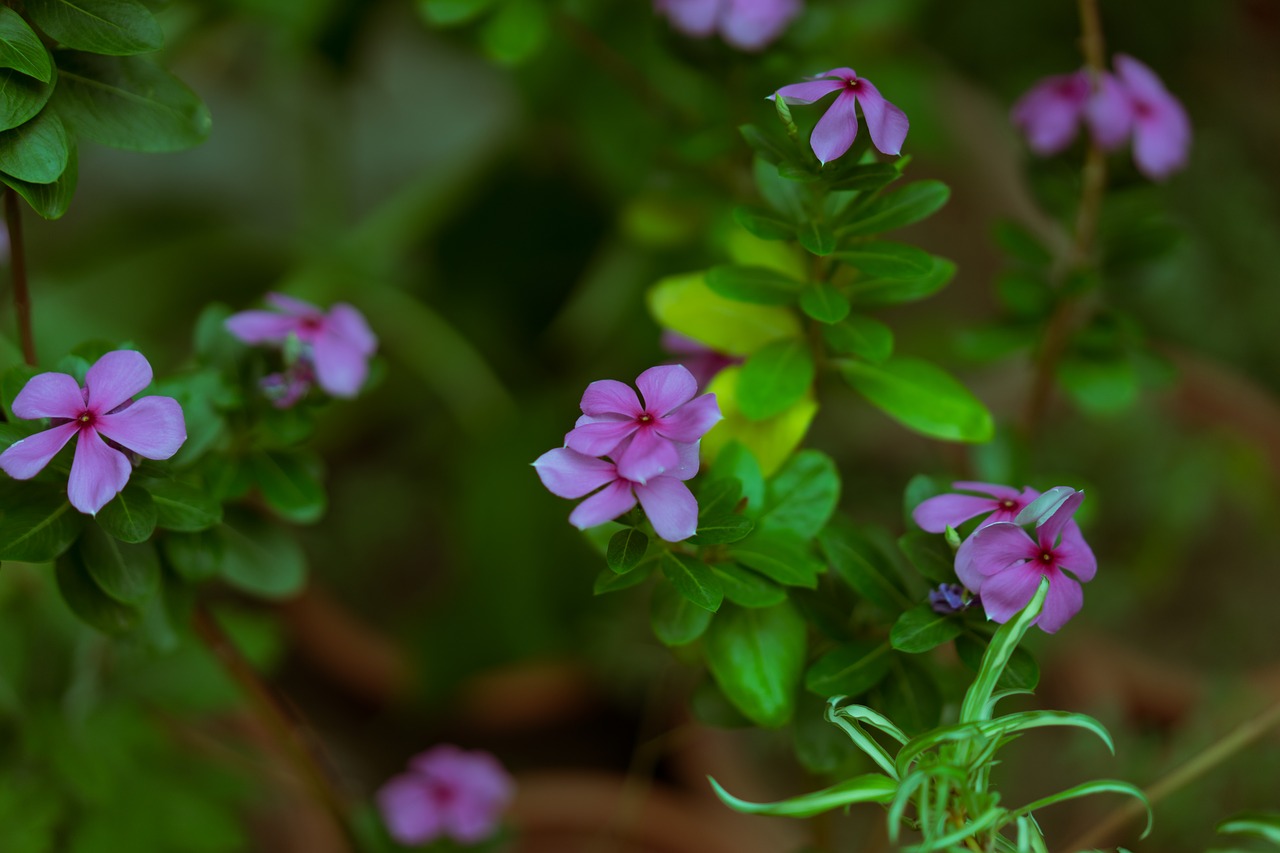 Image - flower de smell there