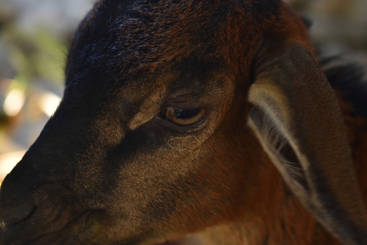 Image - goat eye animal farm mammal