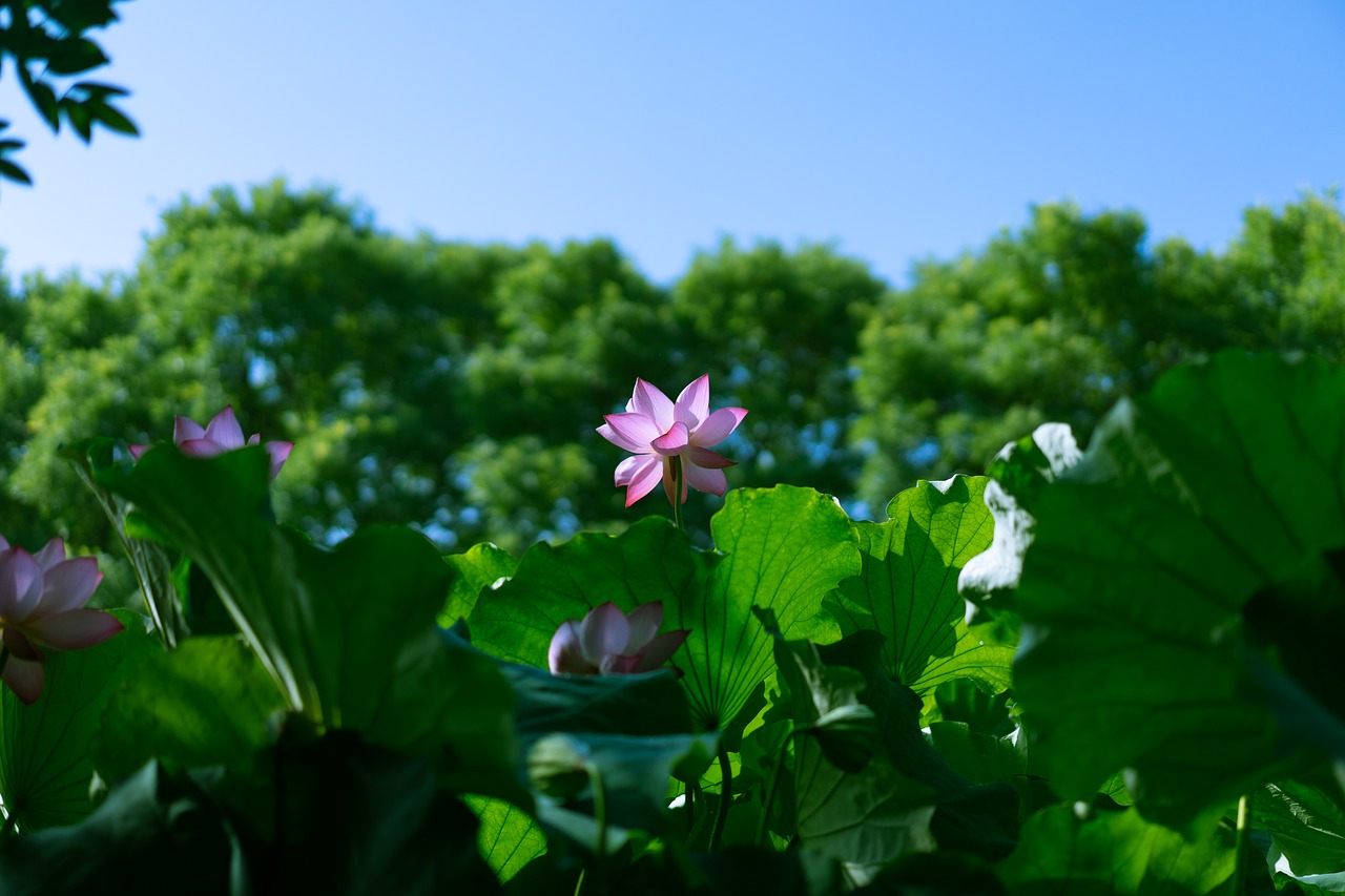 Image - luoyang bach ma temple lotus