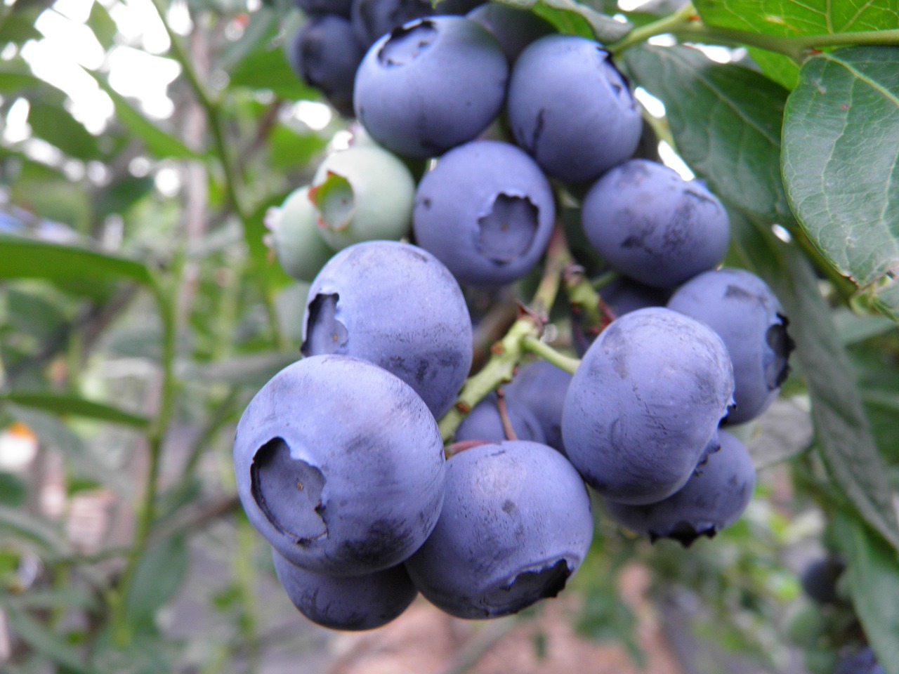 Image - blueberry purity orchard