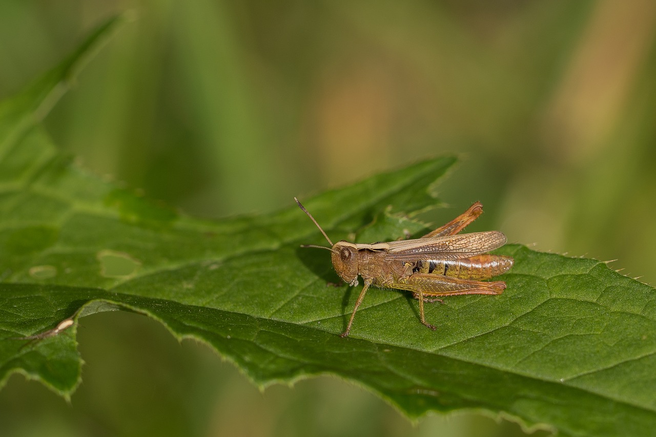 Image - grasshopper grass forest meadow