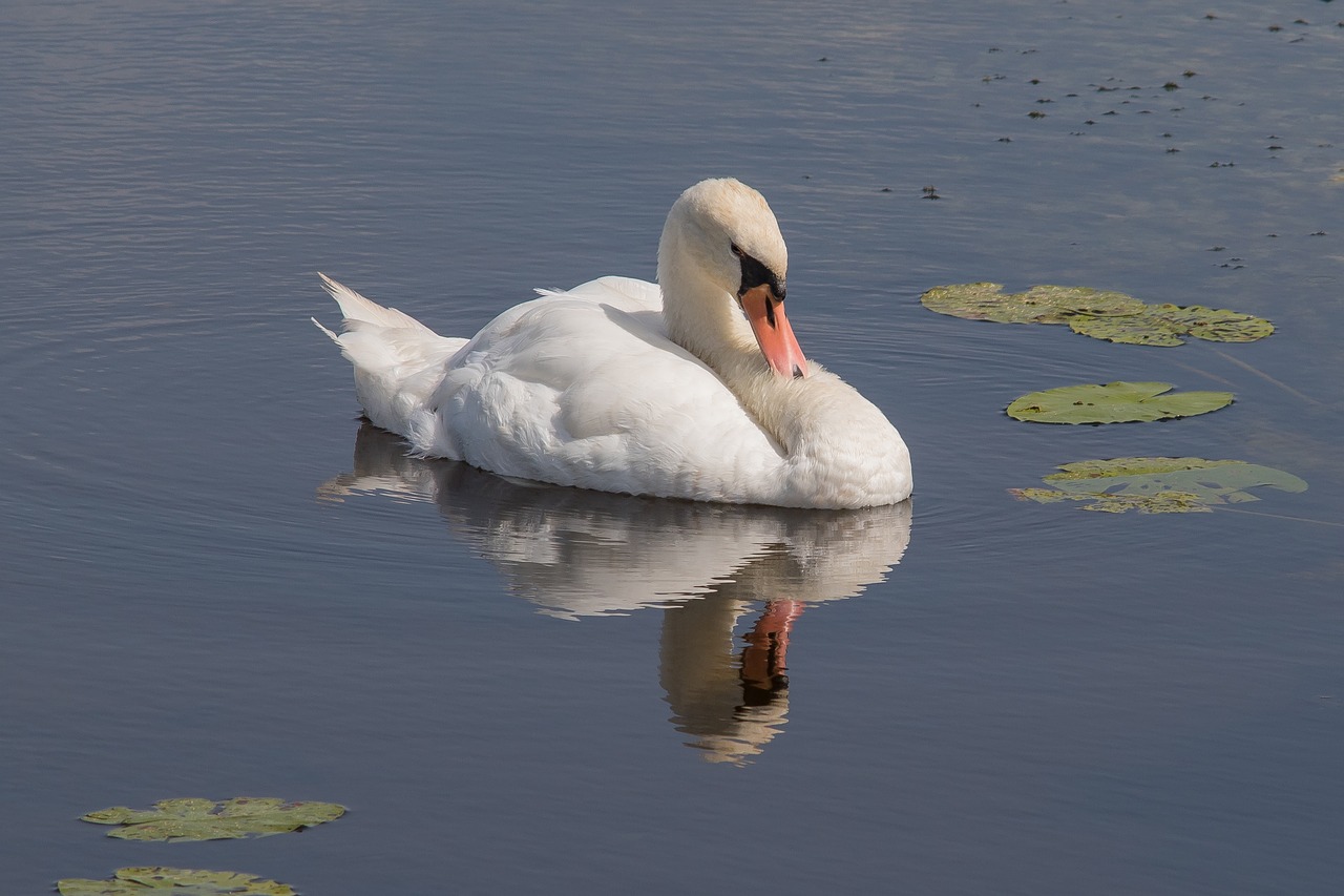 Image - swan mirroring lake nature