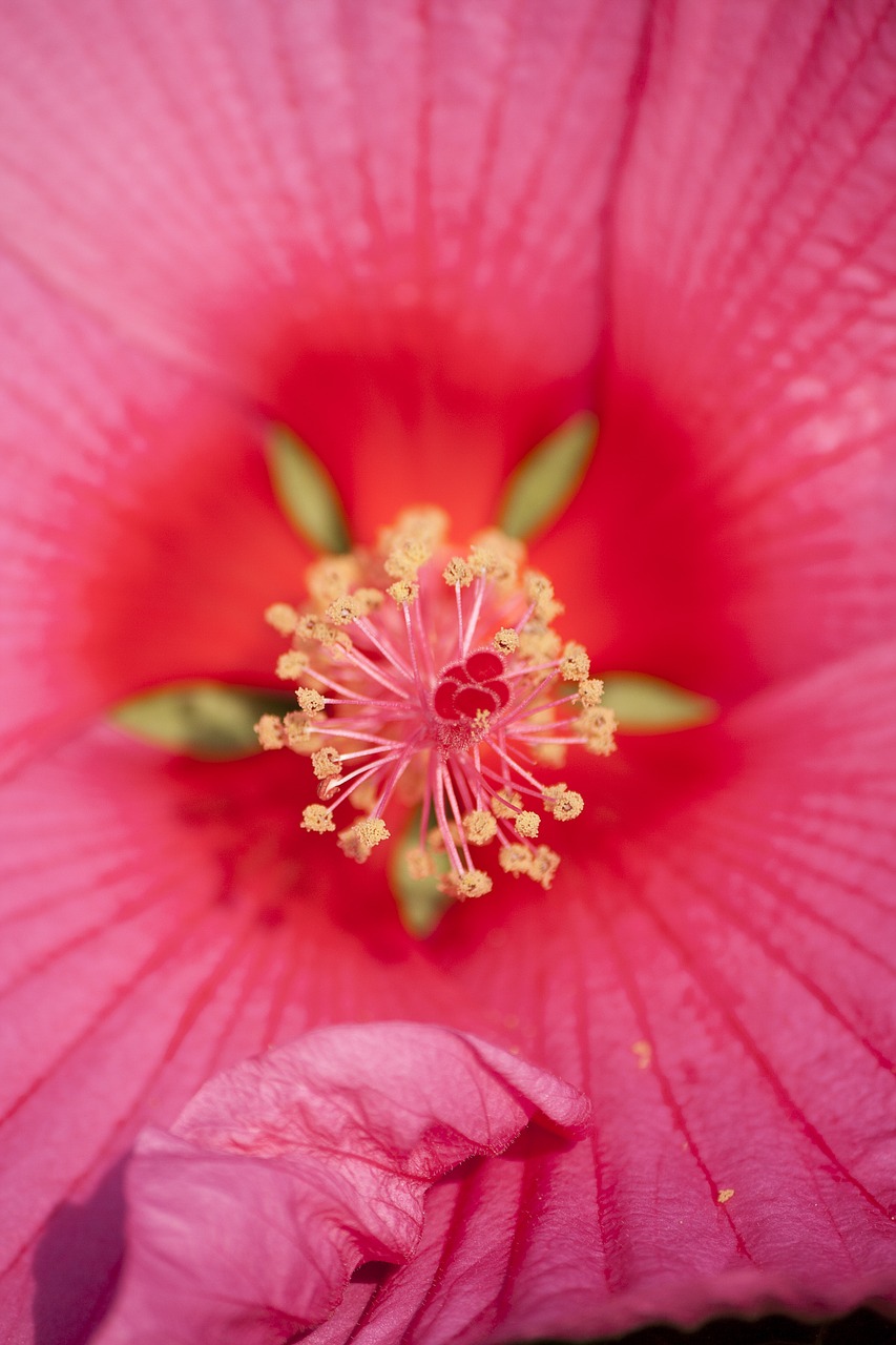 Image - hybiscus rosa flower nature petals