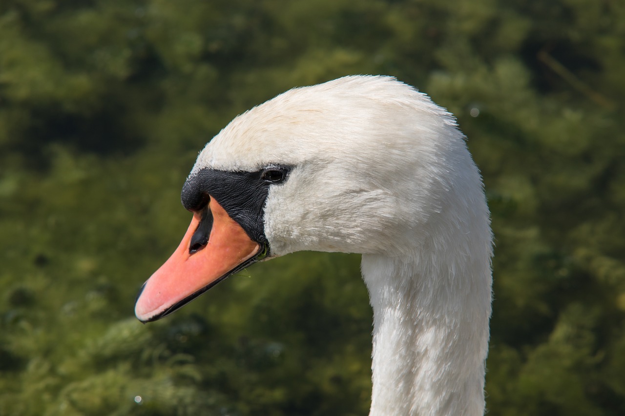 Image - swan swan head portrait water bird