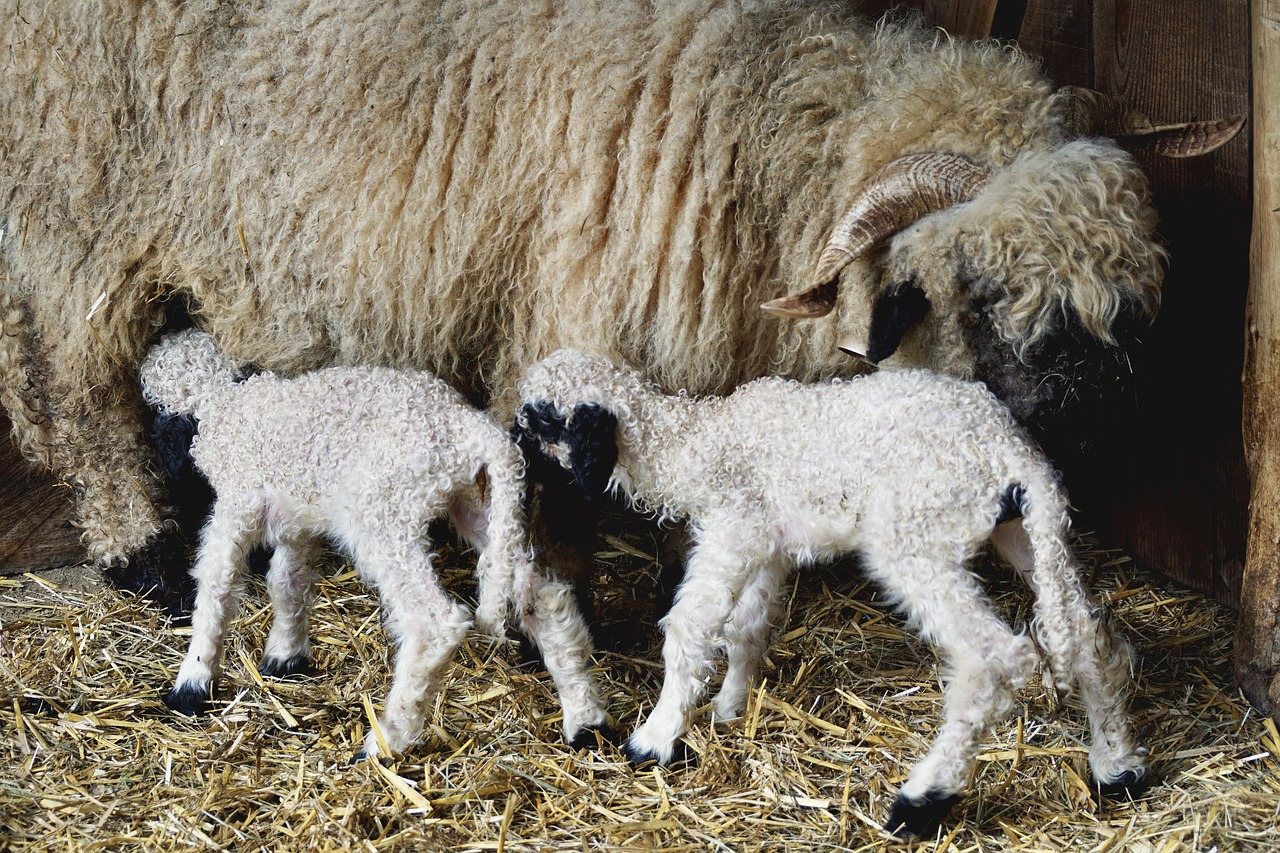 Image - black nosed sheep sheep