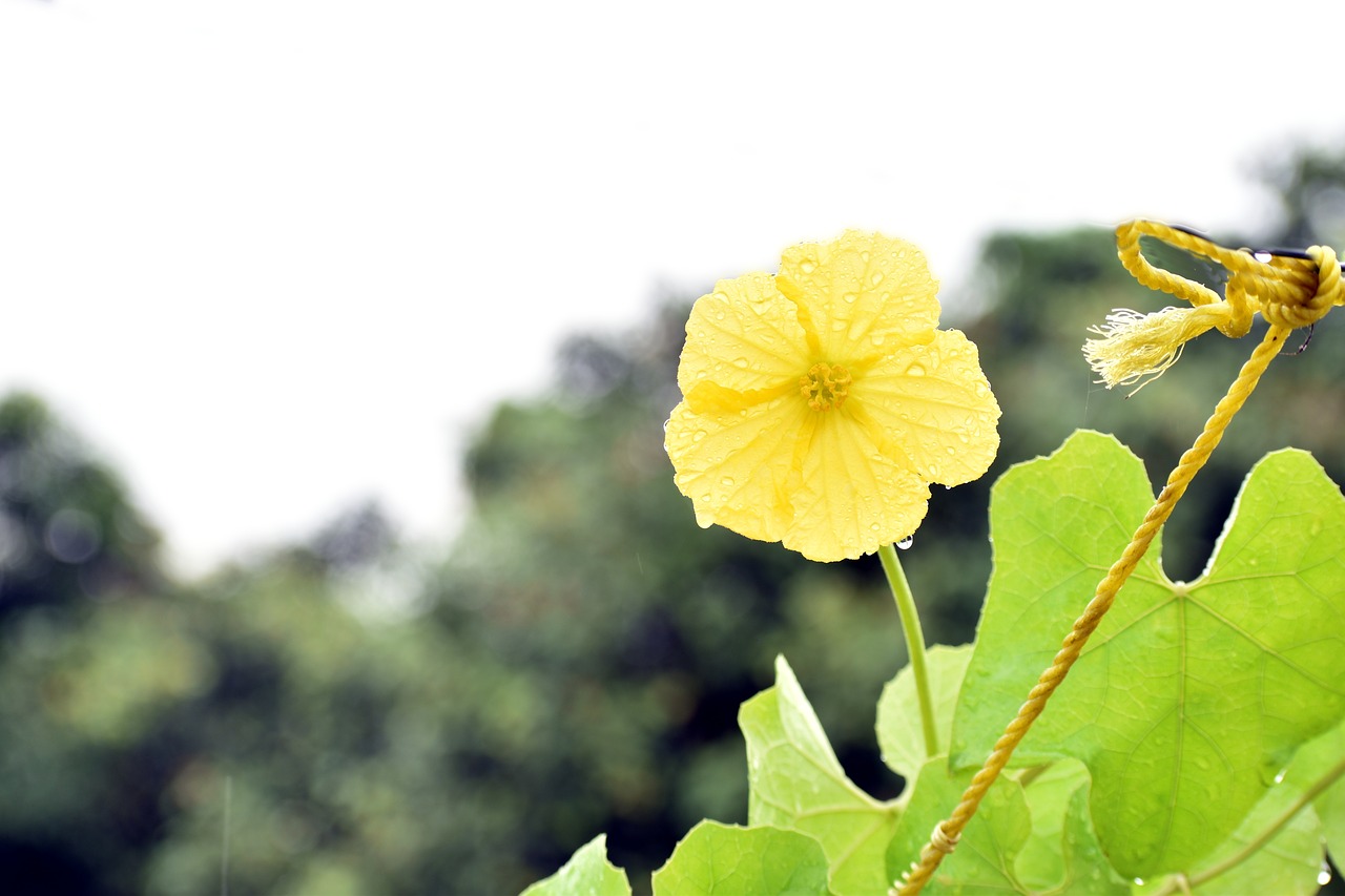 Image - ridge gourd flower yellow flower
