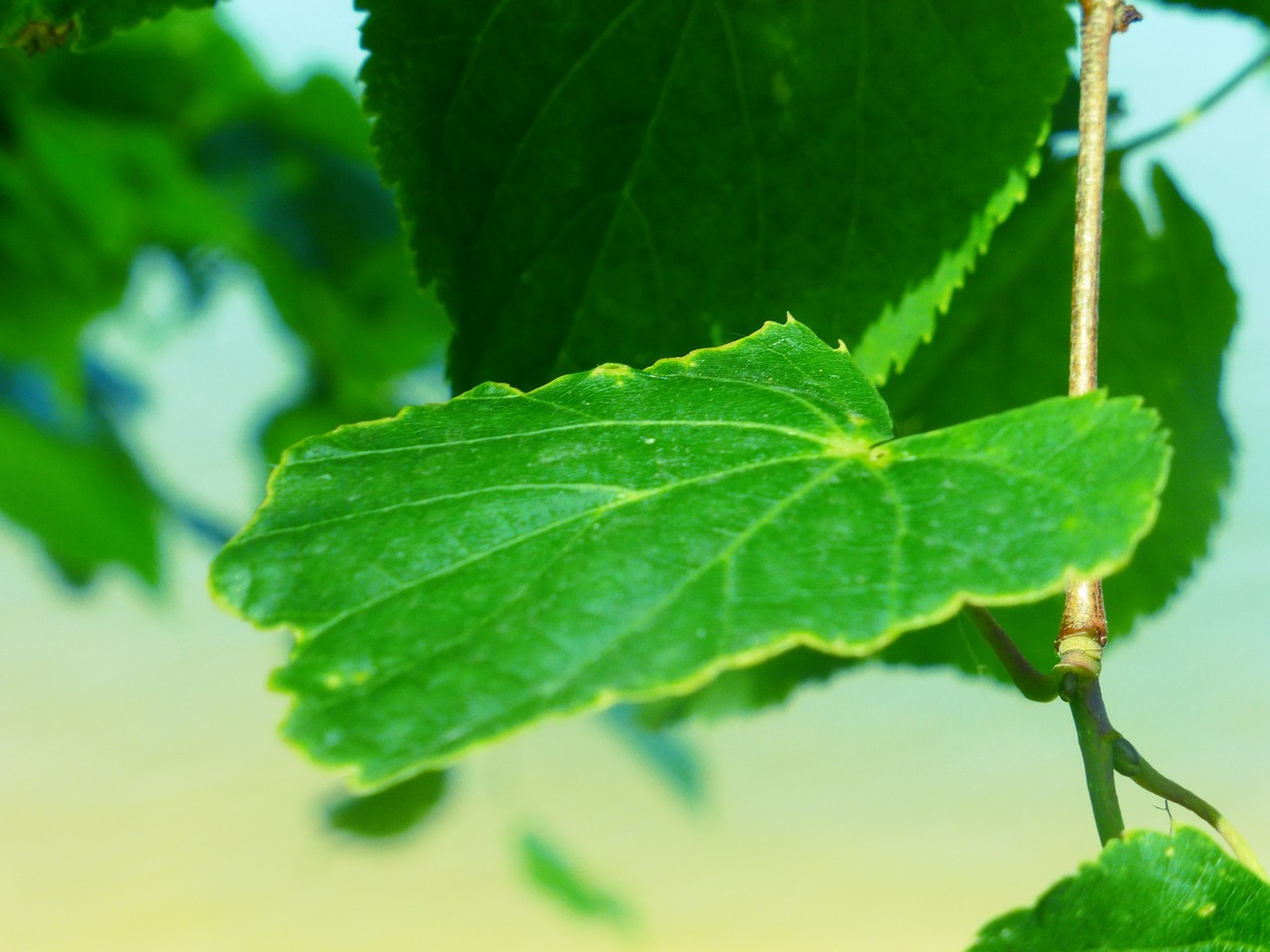 Image - green leaf branch krupnyj plan