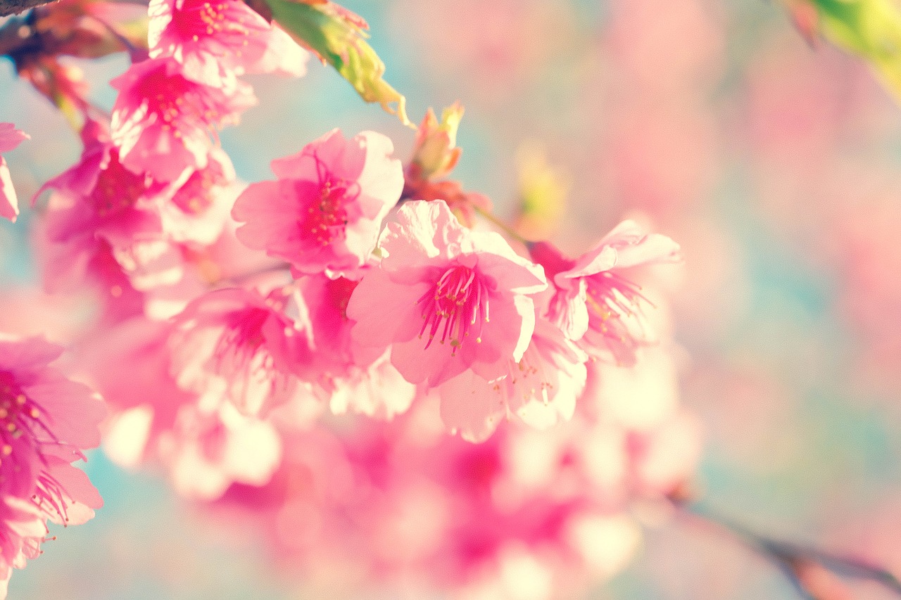 Image - flower cherry blossom