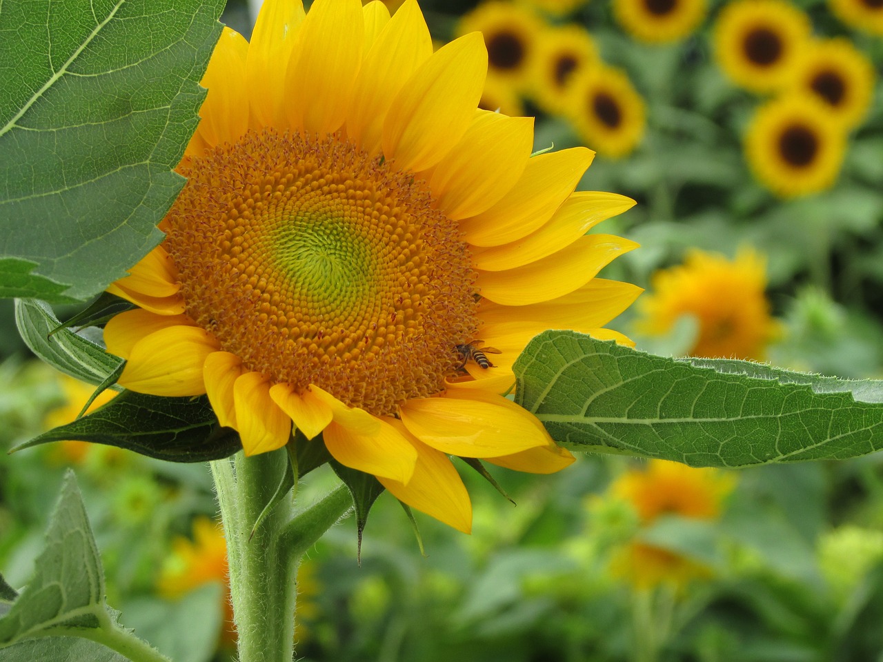 Image - sun flower sun flower garden