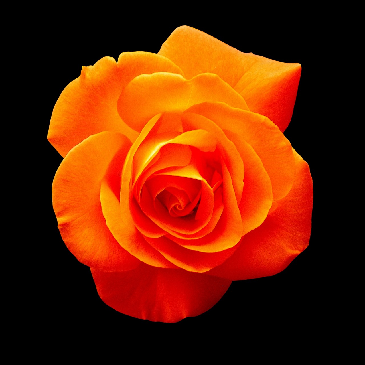 Image - rose orange blossom bloom flower