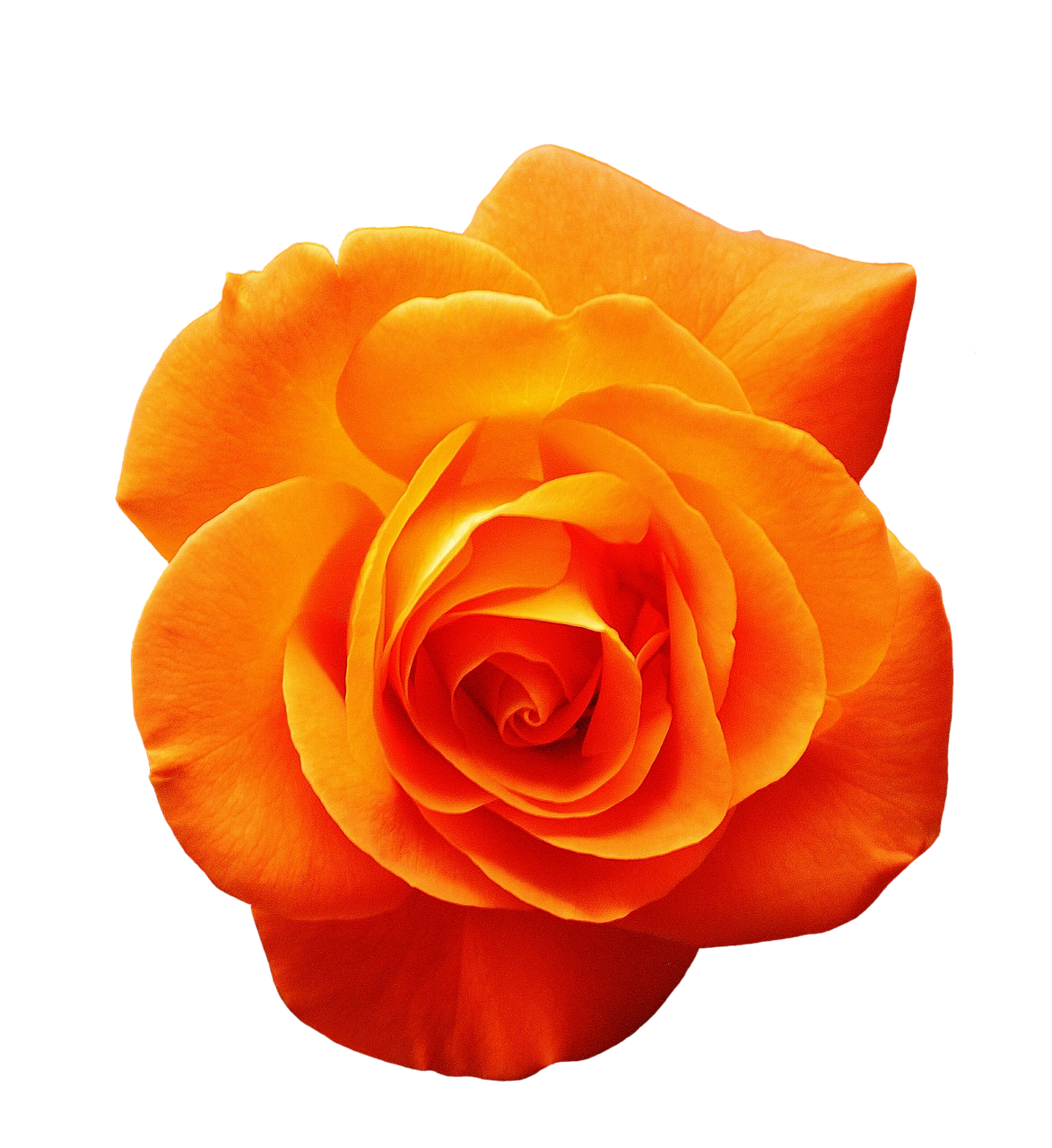 Image - rose orange blossom bloom flower