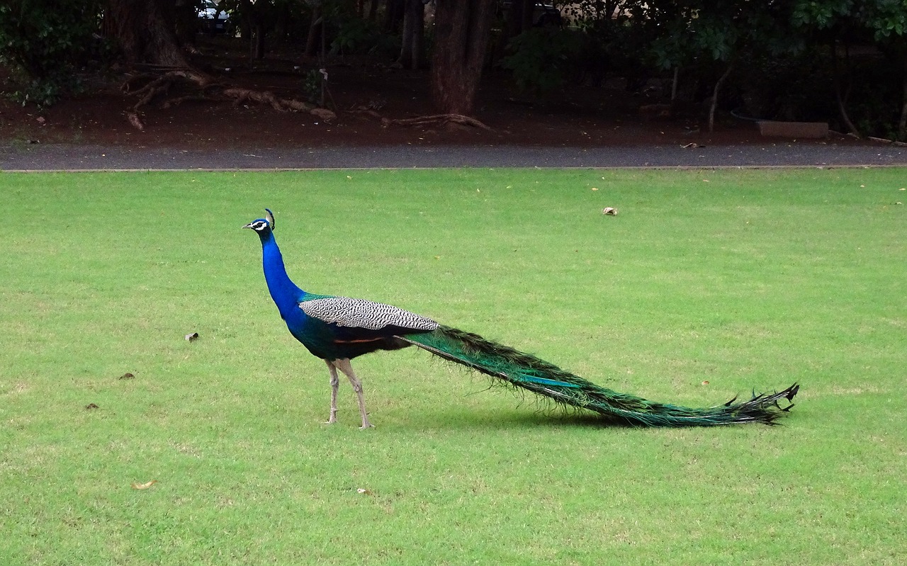 Image - peacock bird plumage pheasant
