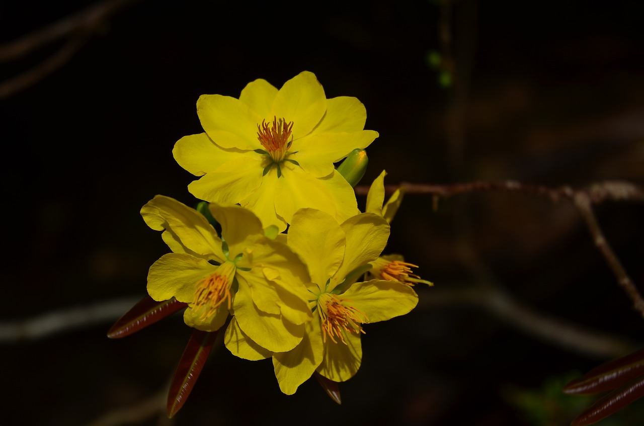 Image - leopard flower pear spring