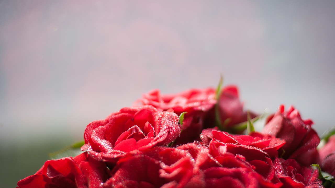 Image - blooming roses red rose love feast