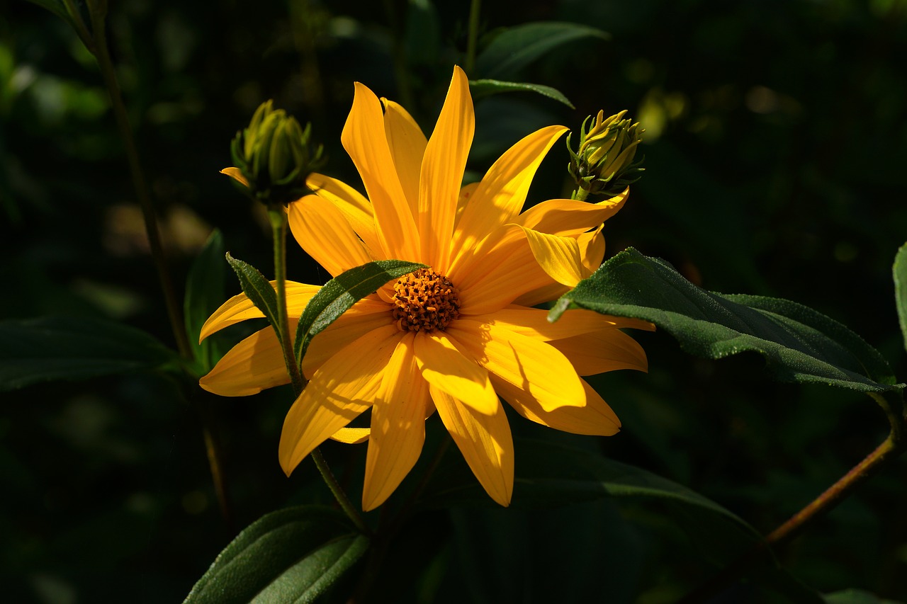 Image - flower blossom bloom yellow