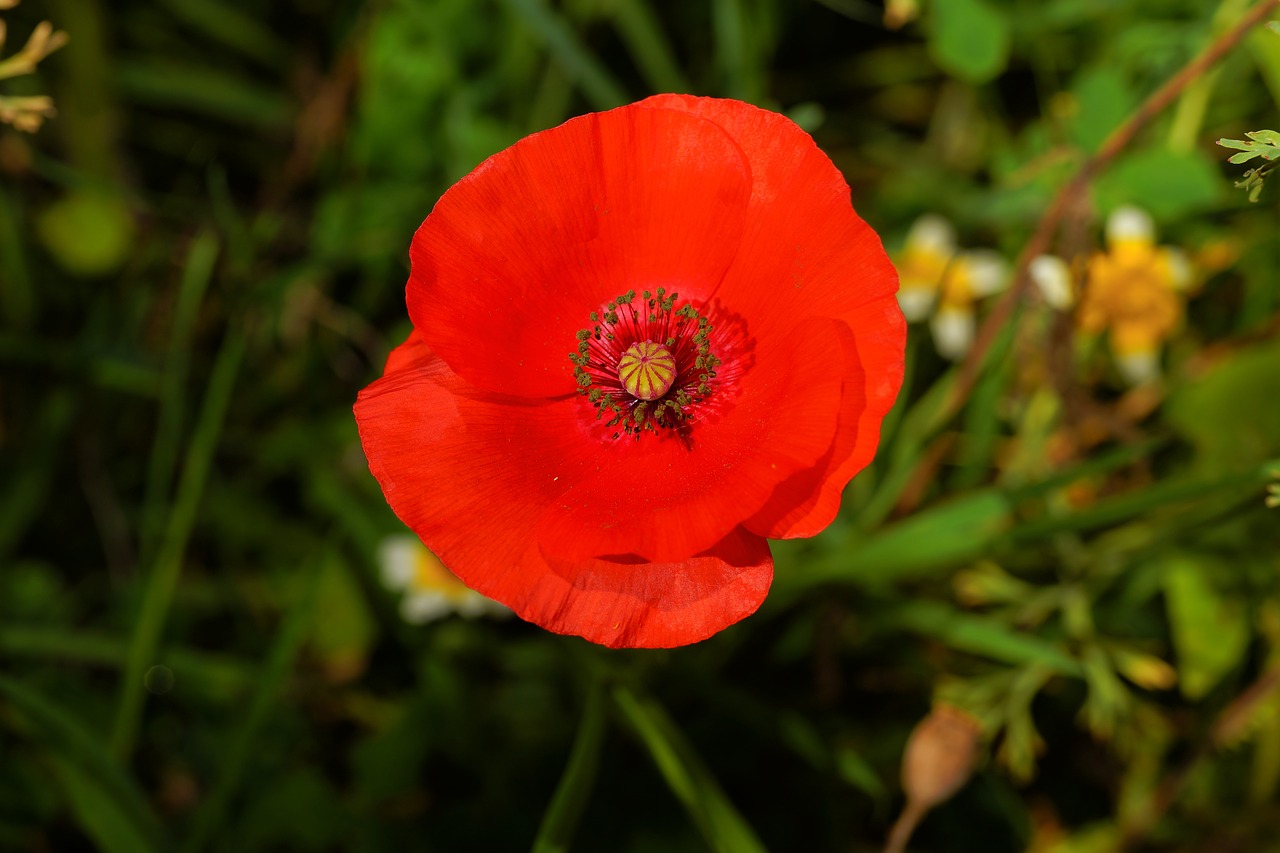 Image - blossom bloom poppy flower red