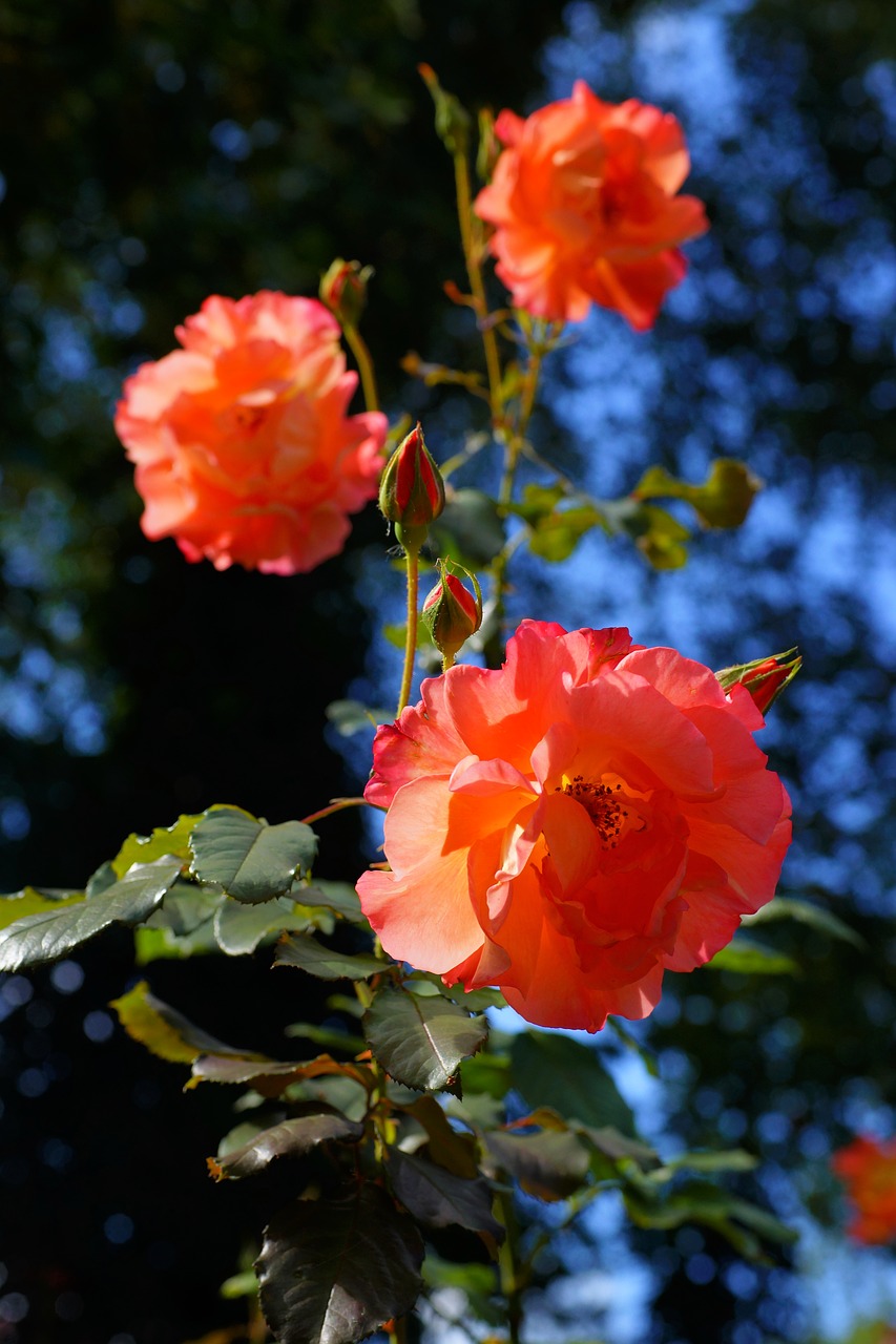 Image - roses front yard flowers bloom