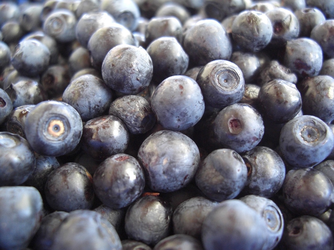 Image - blueberries fruits eat fruit close