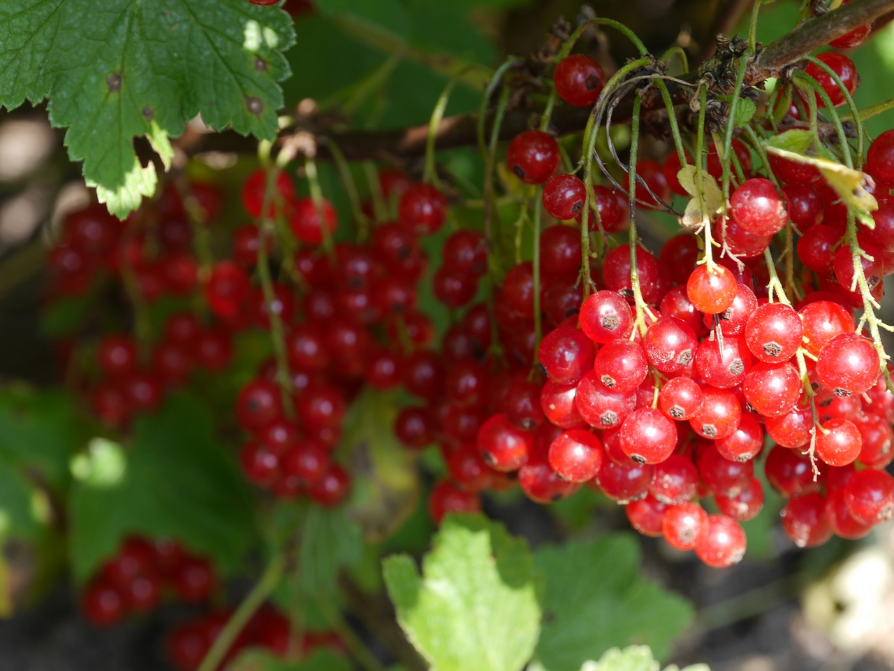 Image - berries cranberry fruit ripe