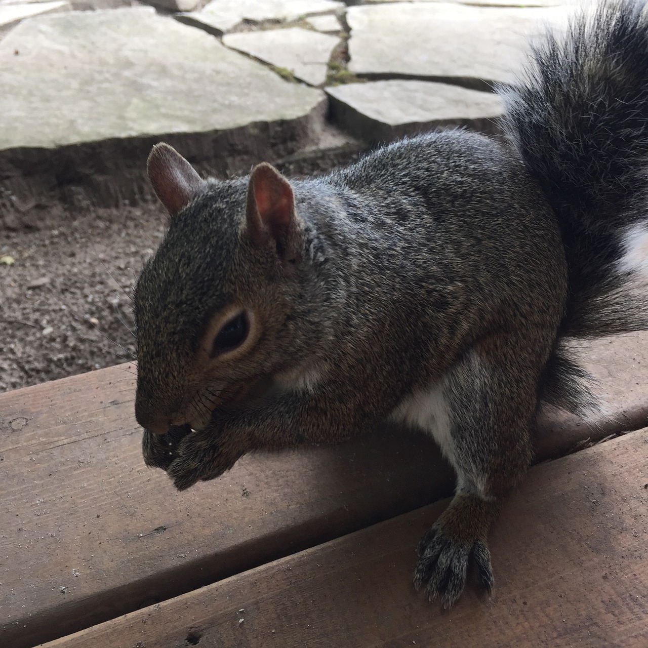 Image - squirrel critter wildlife rodent