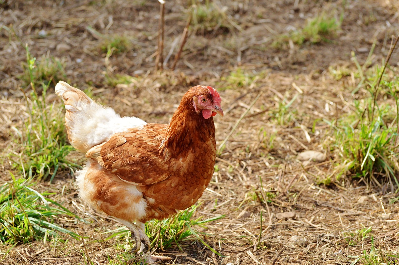 Image - chicken hen poultry pinnate