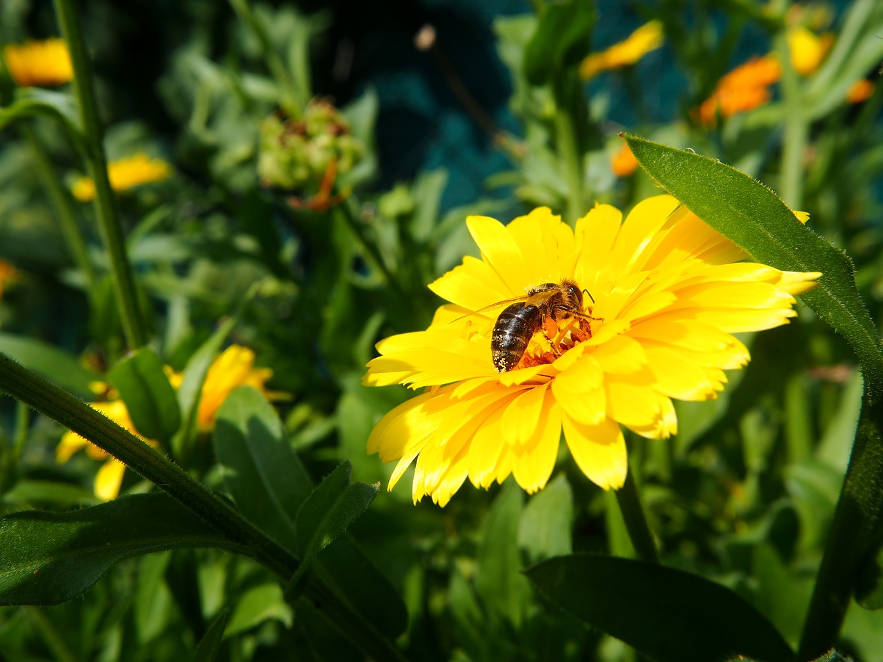 Image - marigold bee pollen medicinal plant