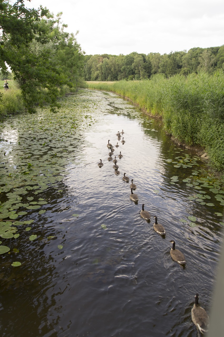 Image - geese river nature column bird
