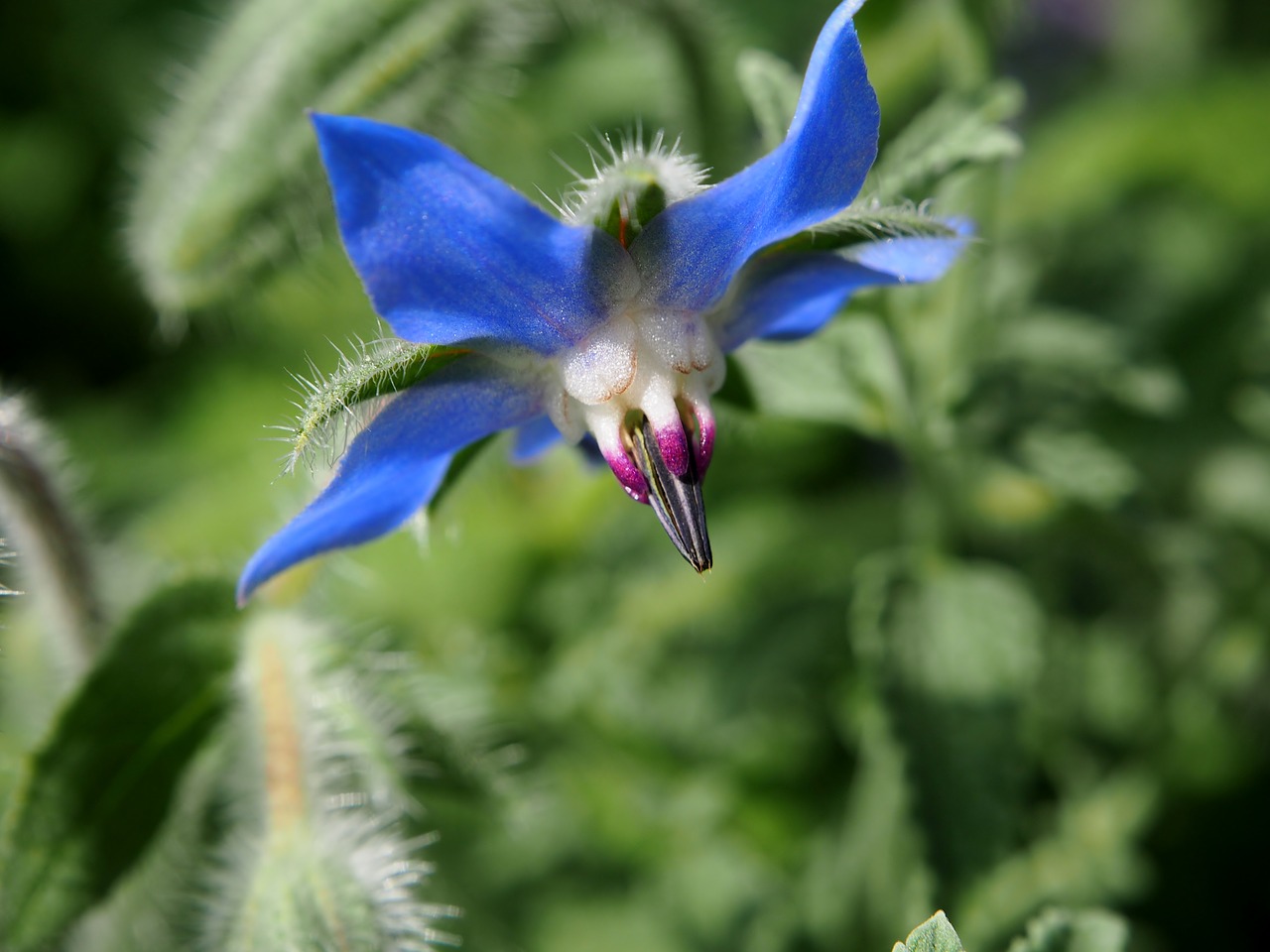 Image - borage flowers blue summer herbs