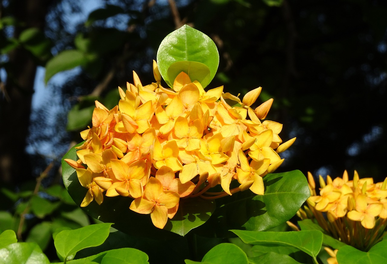 Image - ixora flower jungle flame rugmini