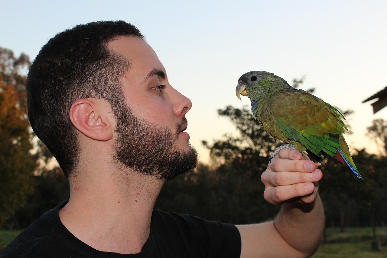 Image - parrot look paige bird caracara