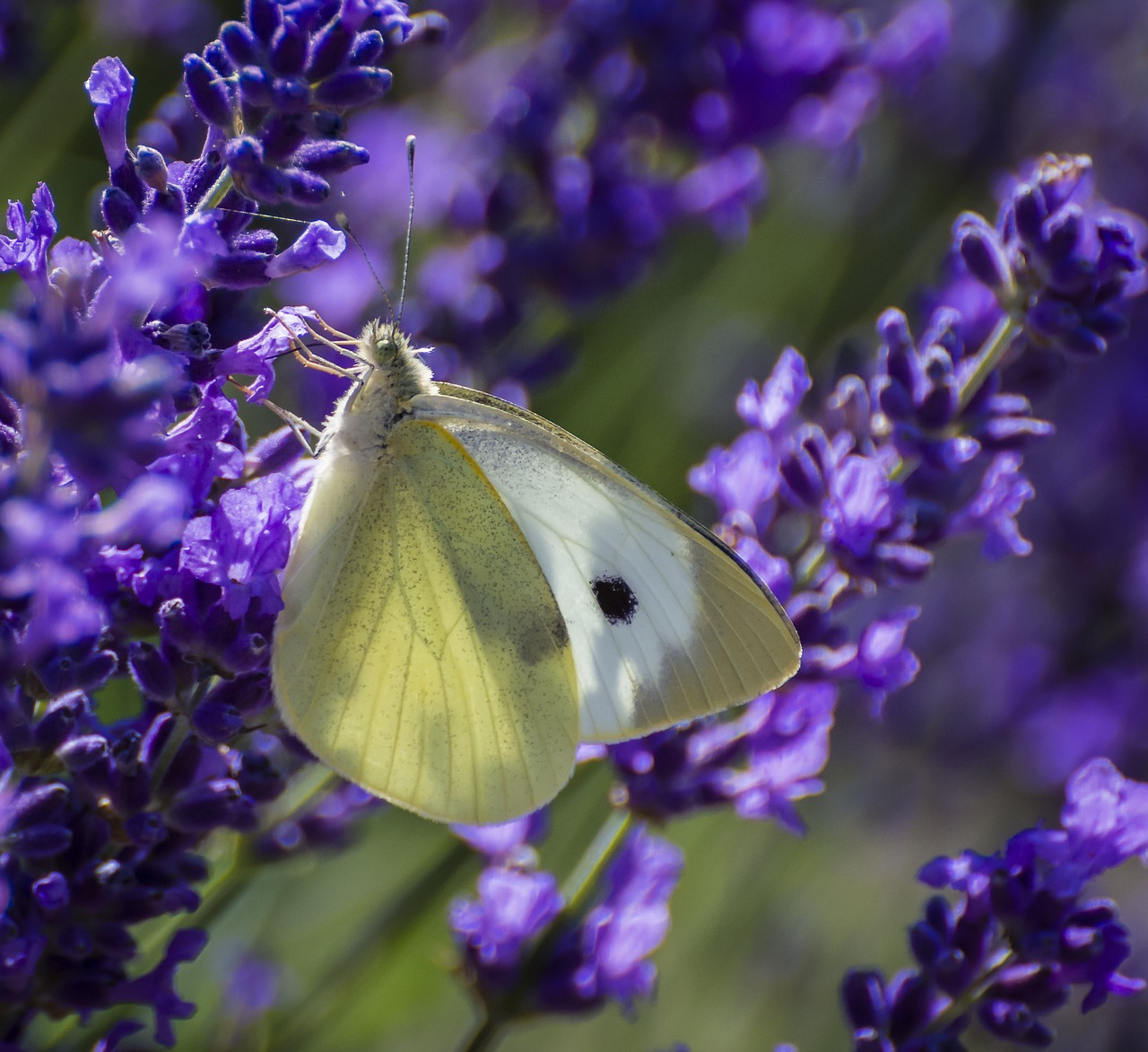 Image - butterfly large white lepidoptera