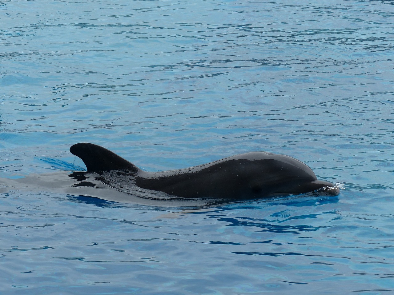 Image - dolphin dolphinarium swim water