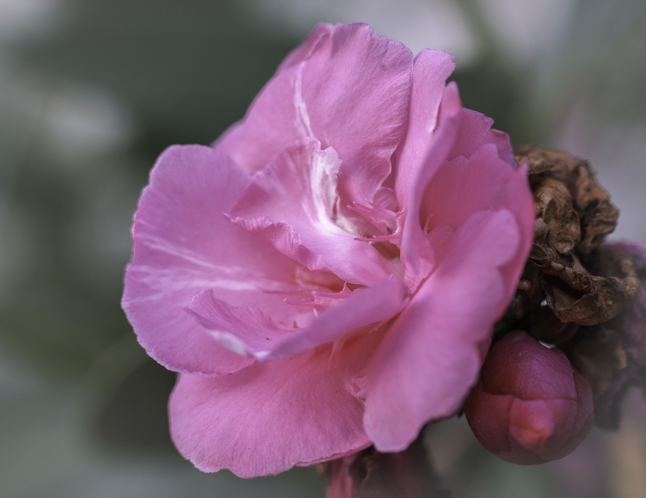 Image - rosa flower flowers pink flower